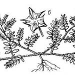 Tribulus creeping descrierea plantei, proprietățile sale medicinale, aplicarea în medicina populară,