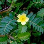 Tribulus creeping descrierea plantei, proprietățile sale medicinale, aplicarea în medicina populară,