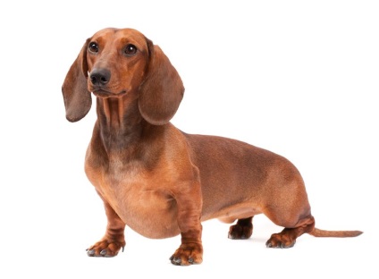 Limbajul câinelui, site-ul de dachshund