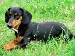 Limbajul câinelui, site-ul de dachshund