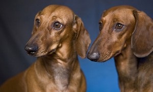 Limbajul câinelui, site-ul de dachshund