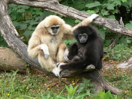 Salzburg Zoo