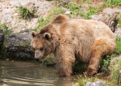 Salzburg Zoo