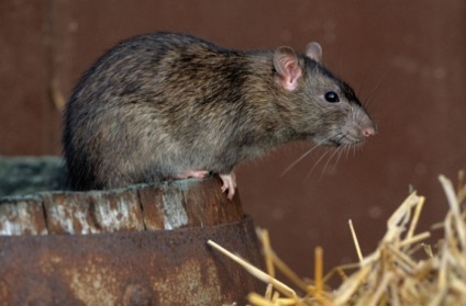 Föld Patkány - elleni küzdelem földes patkányok a területen, és a kertben