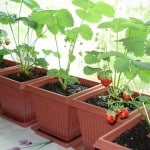Căpșuni pe balcon și pervazul de creștere la domiciliu, soiuri