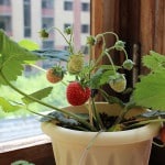 Căpșuni pe balcon și pervazul de creștere la domiciliu, soiuri
