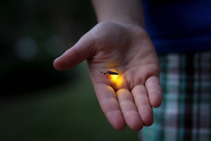 Beagle firefly - o lanternă naturală
