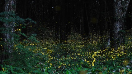 Beagle firefly - o lanternă naturală