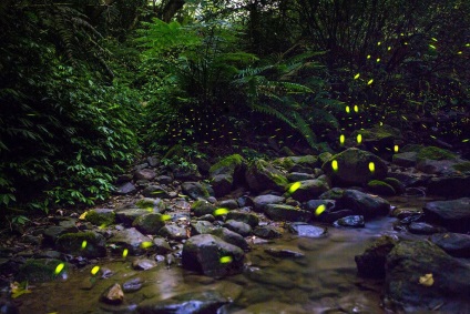 Beagle firefly - o lanternă naturală