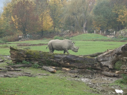 Salzburg Zoo - fotografie, preț, programul de funcționare