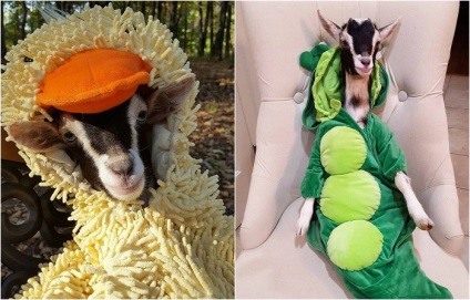 10 Imagini amuzante ale unei caprine fermecătoare care a salvat un costum de rață