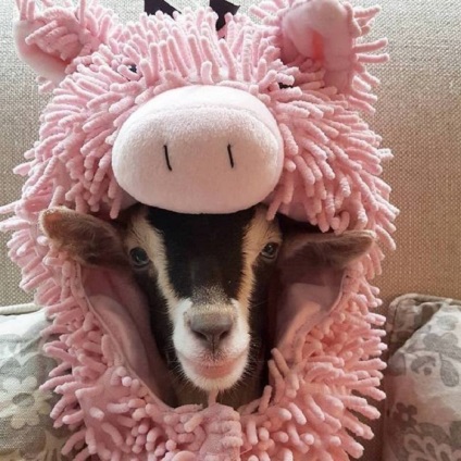 10 Imagini amuzante ale unei caprine fermecătoare care a salvat un costum de rață