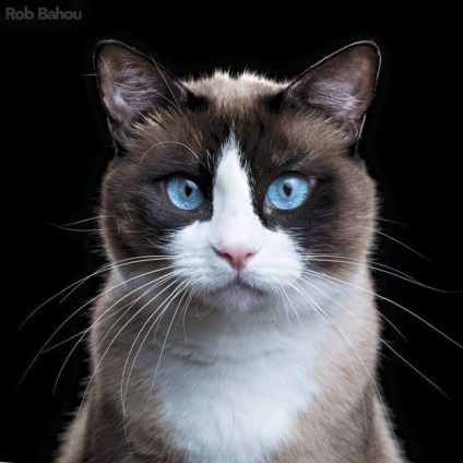 17 Rase de pisici puțin cunoscute, dar foarte frumoase
