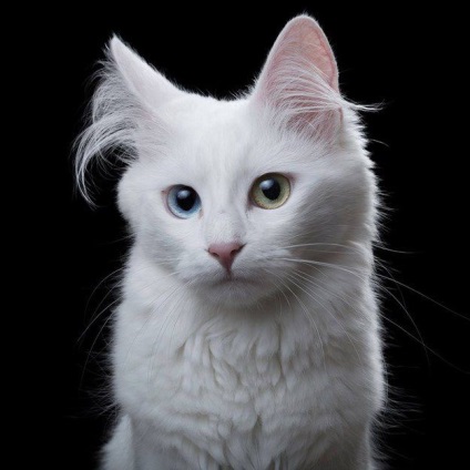 17 kevéssé ismert, de hihetetlenül szép macska fajták