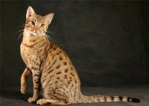 Reviste de pisici abisinice, caracteristici și descrierea rasei