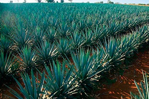 Agave gyógyszer tulajdonságait és ellenjavallatok, gyógyító tulajdonságokkal és ellenjavallatok