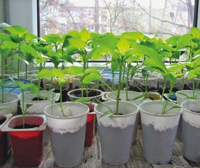 Mezőgazdasági gépek Solanaceae palánták az ablakpárkányon