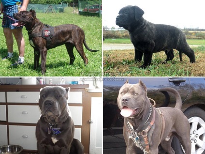 Bandog american sau 