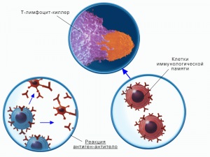 Aminoacizii pentru imunitate, protecția, înfrângerea bolii