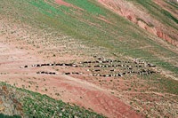 Archa, juniperus, ienupăr de munte, pădure de ienupăr, ienupăr, arha Zerafshan, arha-emisferic