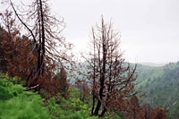 Archa, juniperus, ienupăr de munte, pădure de ienupăr, ienupăr, arha Zerafshan, arha-emisferic