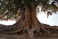 Archa, juniperus, ienupăr de munte, pădure de ienupăr, ienupăr, arha Zerafshan, arha-emisferic