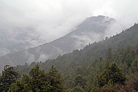 Archa, juniperus, ienupăr de munte, pădure de ienupăr, ienupăr, arha Zerafshan, arha-emisferic