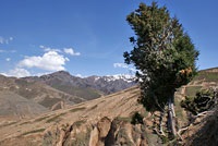 Archa, juniperus, ienupăr de munte, pădure de ienupăr, ienupăr, arha Zerafshan, arha-emisferic