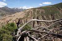 Archa, juniperus, ienupăr de munte, pădure de ienupăr, ienupăr, arha Zerafshan, arha-emisferic