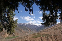 Archa, juniperus, ienupăr de munte, pădure de ienupăr, ienupăr, arha Zerafshan, arha-emisferic