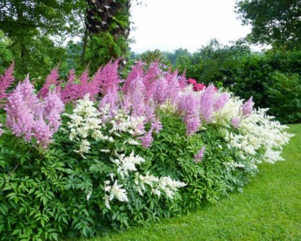 Astilba - o plantă elegantă pentru o grădină elegantă