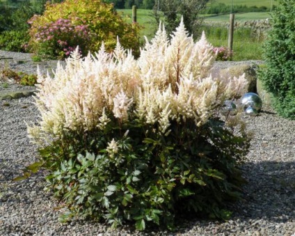 Astilba - o plantă elegantă pentru o grădină elegantă