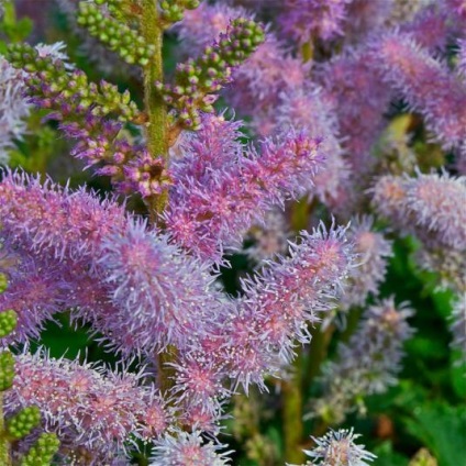 Astilba - o plantă elegantă pentru o grădină elegantă