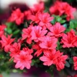 Azálea virágok miért nem, miért nem azálea virágok az otthoni