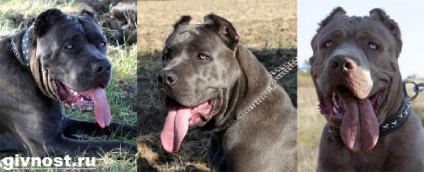 Câinele Bandog 1