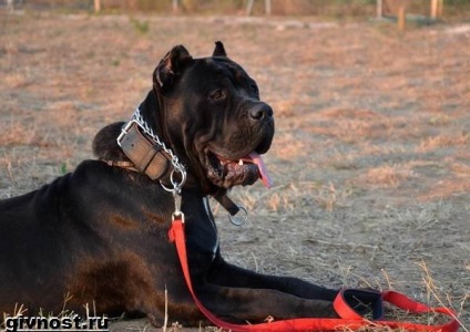 Câinele Bandog 1