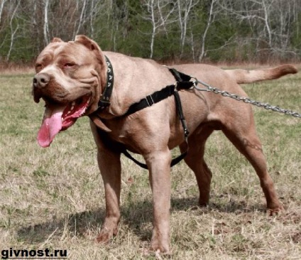 Câinele Bandog 1