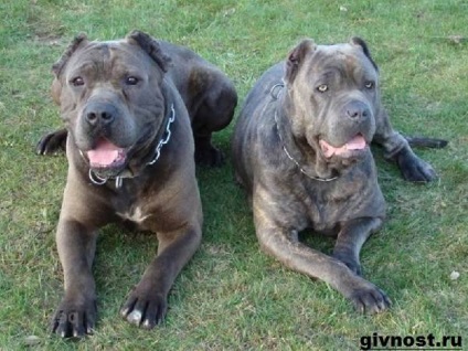 Câinele Bandog 1