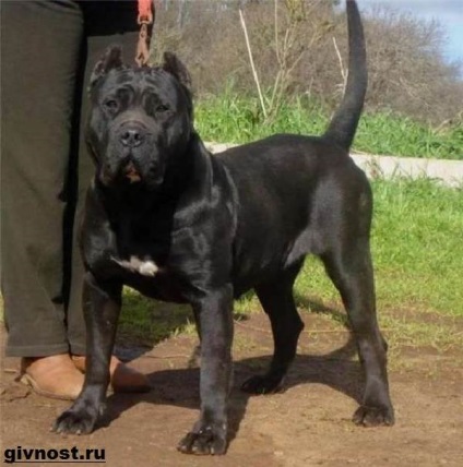 Câinele Bandog 1