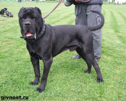 Câinele Bandog 1