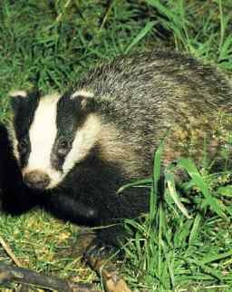 Badger zsír beszerzése, felhasználása, tulajdonságai