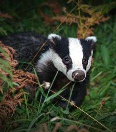 Badger zsír beszerzése, felhasználása, tulajdonságai