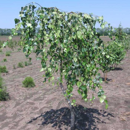 Descrierea piticului de mesteacăn, specie, plantare, îngrijire