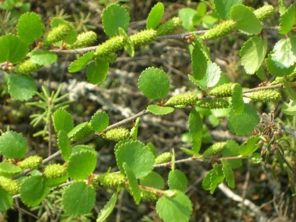 Descrierea piticului de mesteacăn, specie, plantare, îngrijire