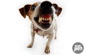 Rabia la câini - primele simptome, semne, comportament - lumea animală