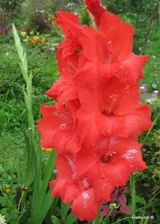 Bolile Gladiolus - flori