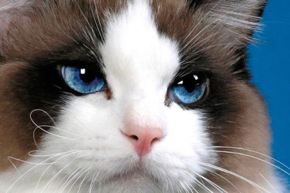 Boli ale ochilor la pisici, simptome, tratament