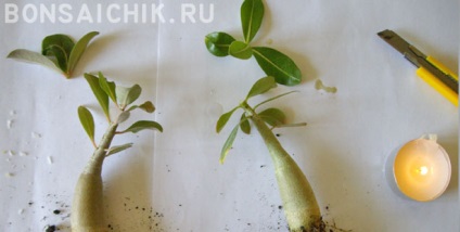 Bonsajchik cum să taie rădăcinile la adeniu și să formeze o coroană frumoasă - site-ul autorului despre bonsai