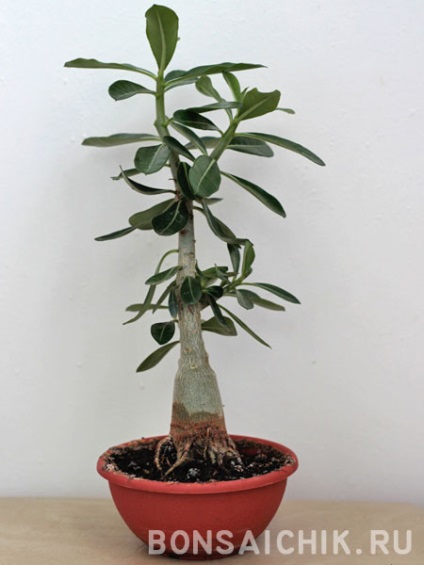 Bonsajchik cum să taie rădăcinile la adeniu și să formeze o coroană frumoasă - site-ul autorului despre bonsai