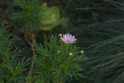 Brahicoma plantare și îngrijire, cultivare, reproducere, descriere, fotografie, video